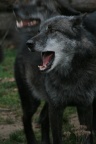IMG 4799